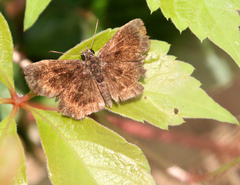 Staphylus hayhurstii