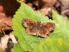 Staphylus hayhurstii