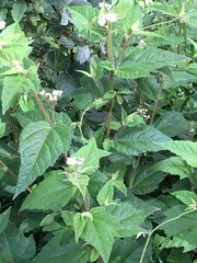 Commersonia bartramia