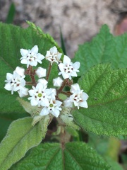 Commersonia bartramia