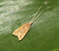 Lecithocera cyamitis