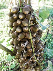Attalea cohune