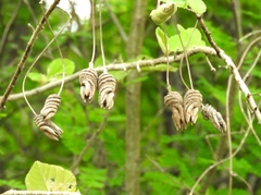 Helicteres baruensis