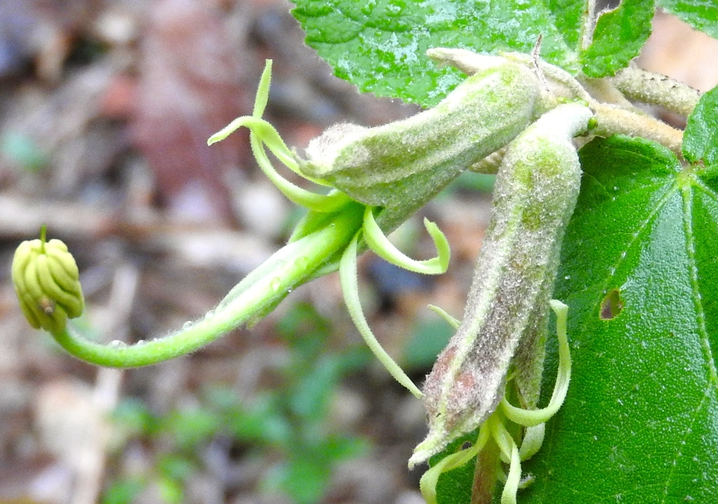 Helicteres baruensis