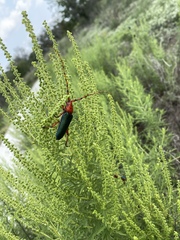 Stenaspis verticalis