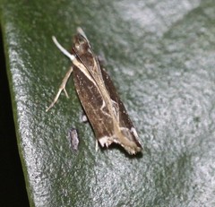 Chaliniastis astrapaea