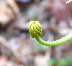 Helicteres baruensis