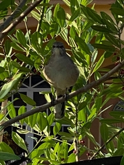Mimus polyglottos