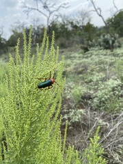 Stenaspis verticalis