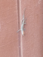 Anolis sagrei