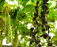 Piptadenia obliqua