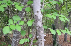 Zanthoxylum arborescens