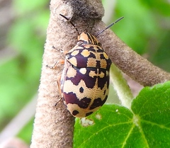 Orsilochides scurrilis