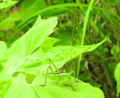 Neobarrettia sinaloae