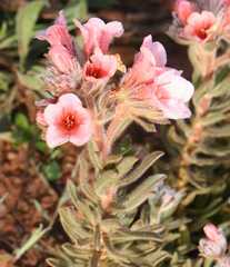 Lobostemon curvifolius