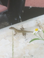 Anolis sagrei