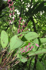 Stelis cobanensis