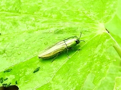Agaeocera