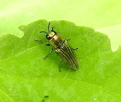 Agaeocera
