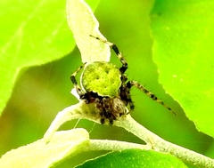 Araneus detrimentosus