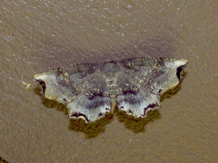 Cepphis decoloraria