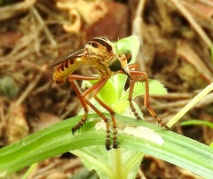 Diogmites angustipennis