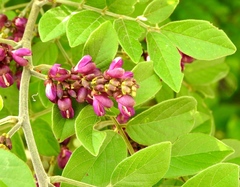 Lonchocarpus