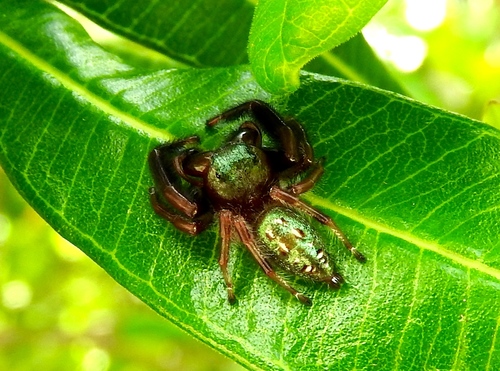 Paraphidippus fartilis