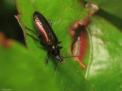 Statira