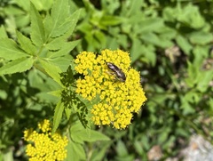 Andrena alleghaniensis