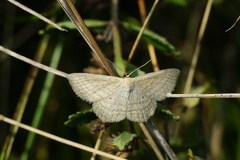 Scopula virgulata