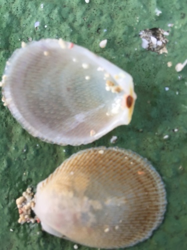 Limidae