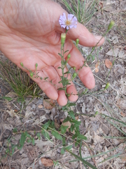 Symphyotrichum sericeum