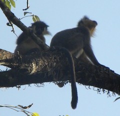Trachypithecus pileatus