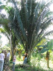 Attalea cohune