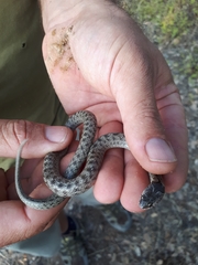 Macroprotodon brevis ibericus