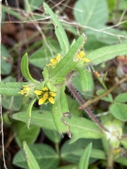 Melampodium sericeum