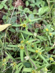 Melampodium sericeum