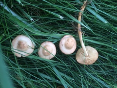 Marasmius oreades image