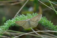 Scopula virgulata