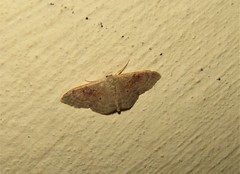 Idaea degeneraria