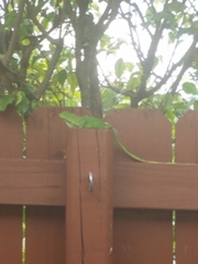 Iguana iguana