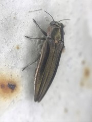 Agrilus macer