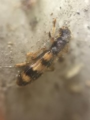 Cymatodera undulata