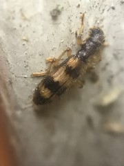 Cymatodera undulata