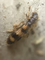 Cymatodera undulata