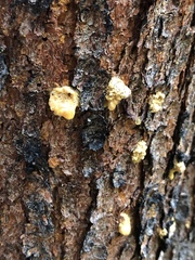 Dendroctonus