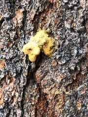Dendroctonus