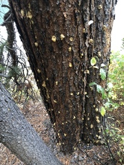 Dendroctonus