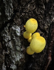 Leucocoprinus birnbaumii image